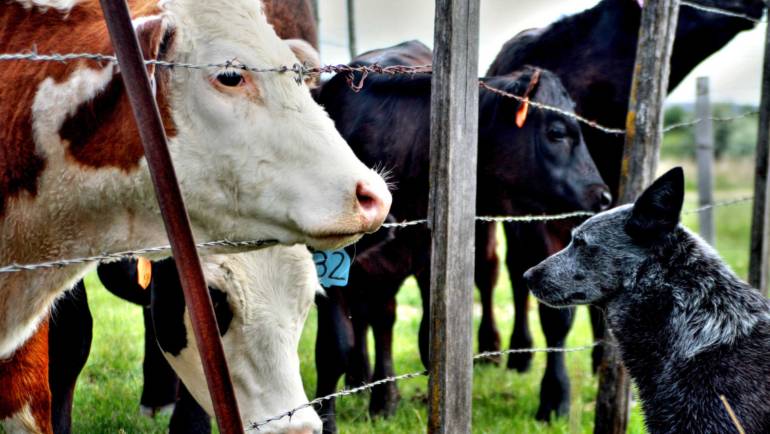 Safe Environment for Farm Cows